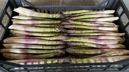 La 93esima edizione della Sagra dell’Asparago di Santena si fa in tre